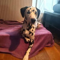 Askan sucht ein Zuhause, Hund zur Adoption