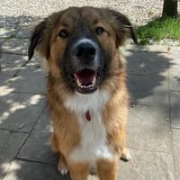 🆘 NOTFALL🐾💙 Eddie sucht aktive Menschen💙, Hund zur Adoption