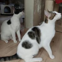 Liebevolles Handicat Geschwisterpaar, Kater zur Adoption