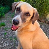 Lucy sucht ihr Fürimmerzuhause für ihren Lebensabend, Hündin zur Adoption