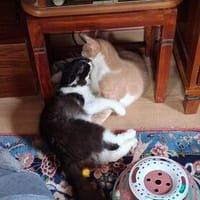 Die zwei Herzbuben, Kater zur Adoption