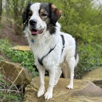 PHIL, Hund zur Adoption