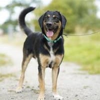 Miro sucht seine Familie, Hund zur Adoption
