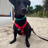 Bill wartet auf Pflegestelle in HH!, Hund zur Adoption