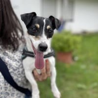 Stella - Aktive Jack Russell-Dame, Hündin zur Adoption