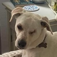 Arctos, geb. ca. 10/2024, 14552 Langerwisch, Hund zur Adoption