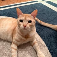 Traumpaar - zwei liebe Brüder, Kater zur Adoption