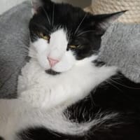 Sanfte Seele aus dem Krieg, Katze zur Adoption