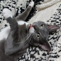 Janny - ein charmanter Hingucker, Kater zur Adoption