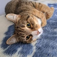 Sanfte Kätzin Mitzy, Katze zur Adoption
