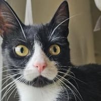 PÜPPI - Zartes Katzenmädchen sucht !, Katze zur Adoption
