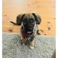 Jucy - wartet in 07751 Großpürschütz, Hündin zur Adoption