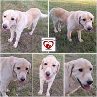 TIMMI sucht sein Zuhause, Hund zur Adoption