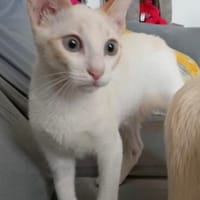 super lieber Pablo, Kater zur Adoption