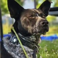 HANNES - sucht die Nadel im Heuhaufen!, Hund zur Adoption