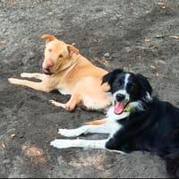 Millie & Ted suchen DICH!, Hund zur Adoption