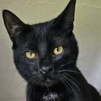 MOGLIE-kleiner Panther sucht sein Reich!, Kater zur Adoption