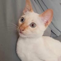 super lieber Anton, Kater zur Adoption