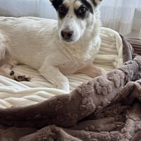 Pepe sucht ein ruhiges Zuhause, Hund zur Adoption