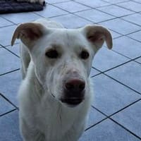 Maran - wartet in 89359 Kötz auf PS, Hund zur Adoption