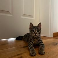 Wolle - kleiner Entdecker sucht sein Für-immer-Zuhause, Kater zur Adoption