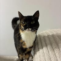 Findus & Mausi, Kater zur Adoption