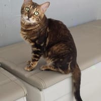 Anhängliche Bengalkatze-Mix Mimi, Katze zur Adoption