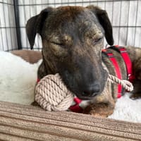 Percy sucht ein liebevolles Zuhause, Hund zur Adoption