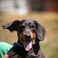 Avignon, Hund zur Adoption