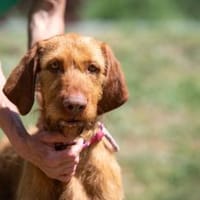 Csermely, Hündin zur Adoption
