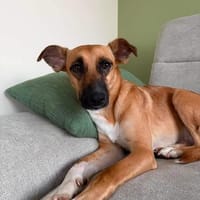 Soziale GINA liebt die Menschen ♥, Hündin zur Adoption