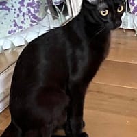 liebe Lagartija, in unserer Vereinspflegestelle in Monschau, Katze zur Adoption