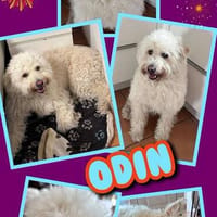 lieber, menschenbezogener Odin auf PS 91459, Hund zur Adoption