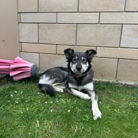 Kiana sucht ein zuverlässiges Zuhause, Hündin zur Adoption