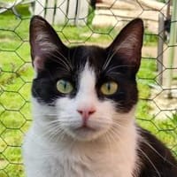 Bianchina Juventina..., Katze zur Adoption