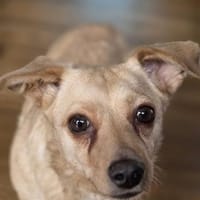 Lambada, Hündin zur Adoption