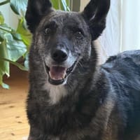 Livvy - braucht sehr viel Liebe, Hündin zur Adoption
