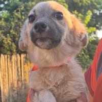 Lotti sucht ihr Zuhause, Hündin zur Adoption