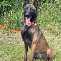 Ronja und Jessie - Rohdiamanten für Malinois-Freunde, Hündin zur Adoption