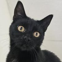 MINNIE - Ein Träumchen in schwarz!, Katze zur Adoption