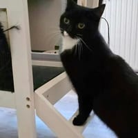 Liebe Eli sucht Zuhause, Katze zur Adoption