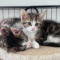 Kleine Kätzchen suchen Zuhause, Kater zur Adoption