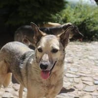 Dauerhafte Pflegestelle/Lebensplatz für Hündin LUCIA gesucht, Hündin zur Adoption