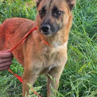 Mila sucht ihr Zuhause, Hündin zur Adoption