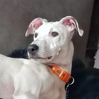 Lieber Galgo Espanol(-Mix?)-Rüde Pinto, Hund zur Adoption