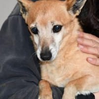 Senior Filippo sucht Zuhause, Hund zur Adoption