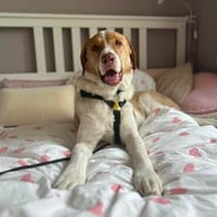 Wotan sucht ein hundeerfahrenes Zuhause, Hund zur Adoption