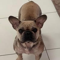 Kitty, freundliche, verspielte Französische Bulldogge, Hündin zur Adoption