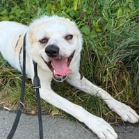 Bela sucht ein liebvolles Zuhause, Hündin zur Adoption