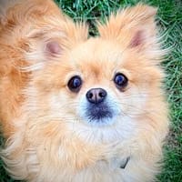 Prinzessin sucht Schloß- Kleinspitz-Diva such Residenz :), Hündin zur Adoption